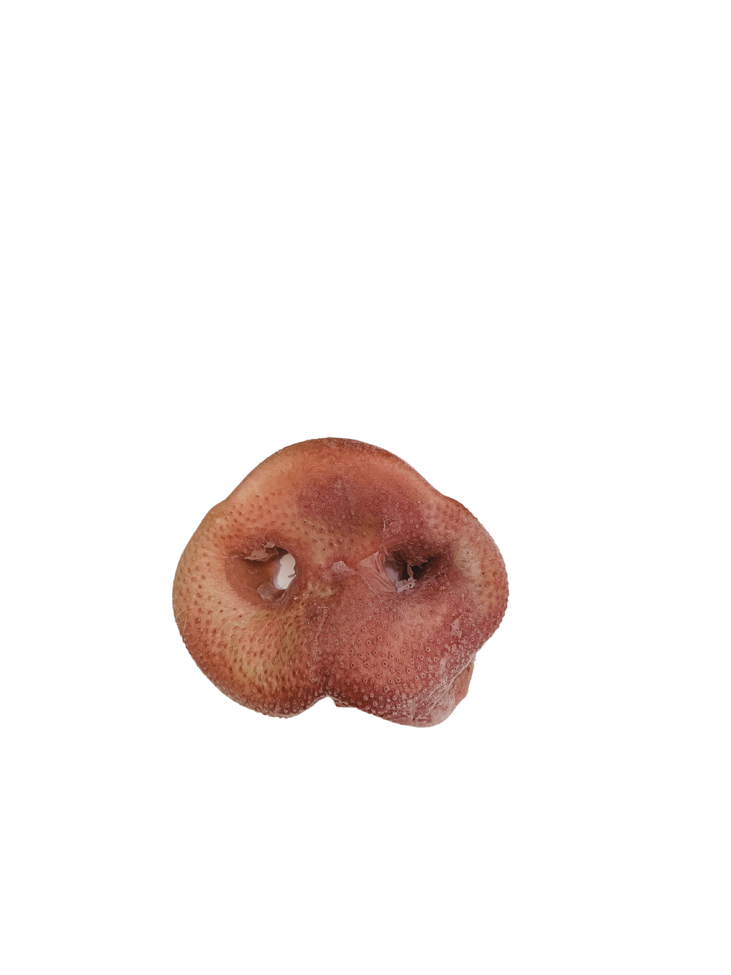Raw Pig Snout