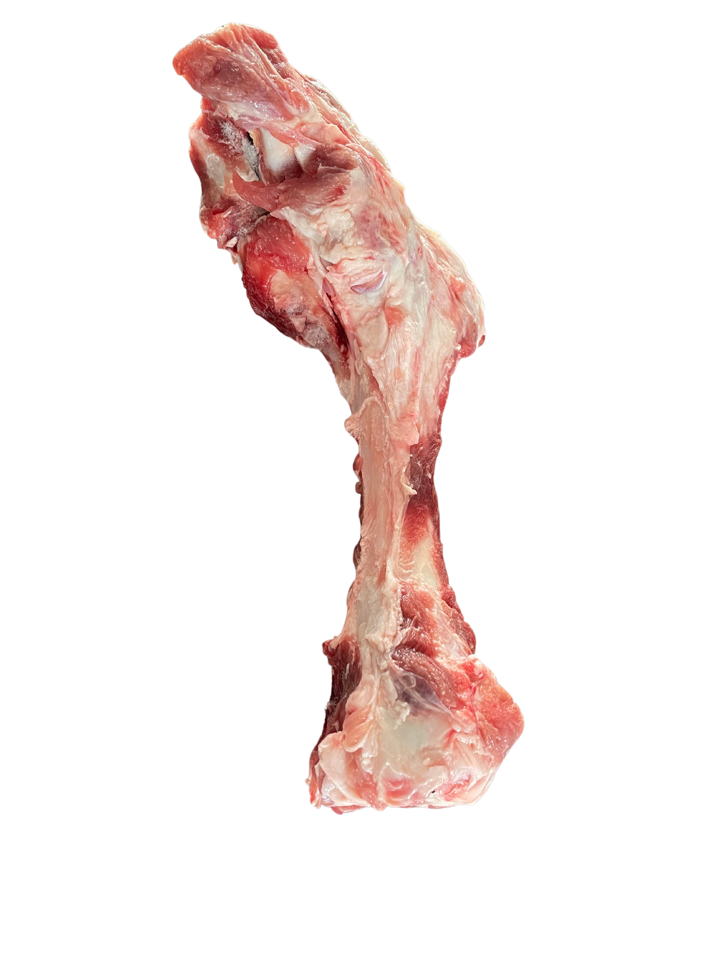 Raw Pig Femur