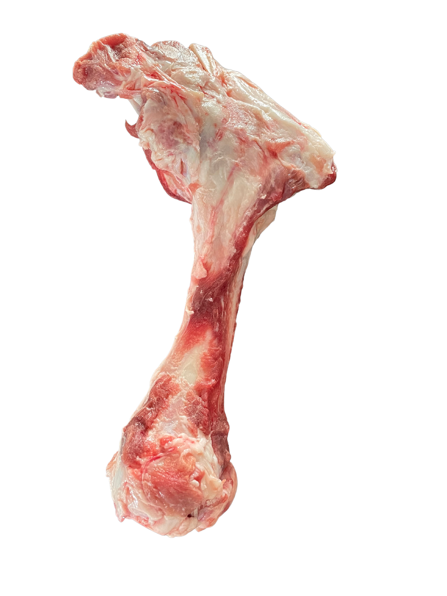 Raw Pig Femur