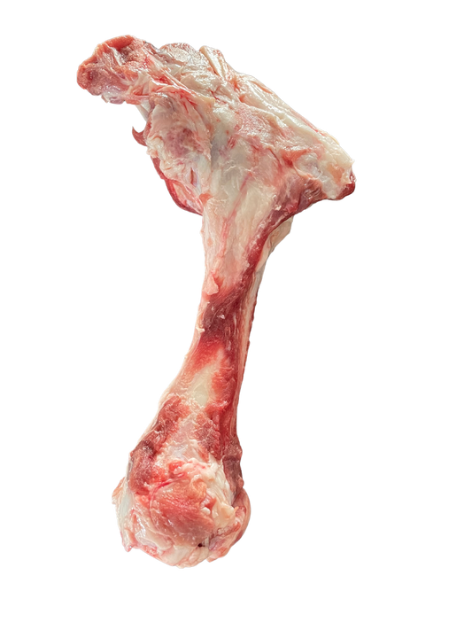 Raw Pig Femur