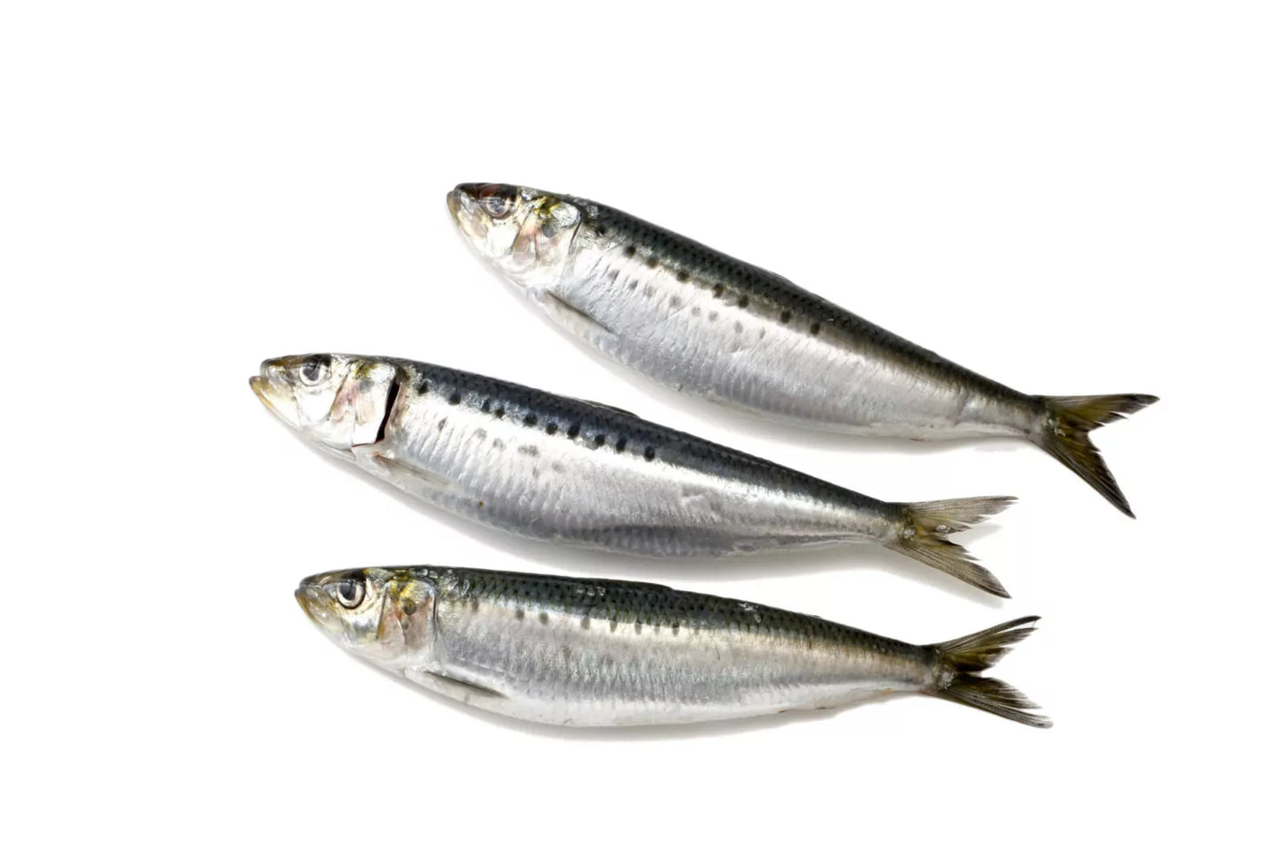 Frozen Sardines